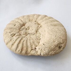 Ammonite Orthosphinctes Fossil Natural‎ Ancient Extinct Biological Specimen